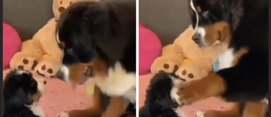 Perro y su cría protagonizan emotiva escena con noble caricia Perro y su cría protagonizan emotiva escena con noble caricia