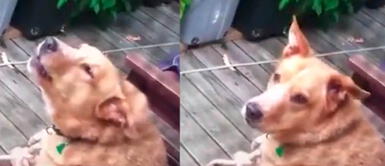 Perro trataba de aullar y se sorprendió al escuchar a unos lobos Perro trataba de aullar y se sorprendió al escuchar a unos lobos