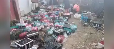 De terror: encuentran muertos a 5,000 perros y gatos en almacén de China De terror: encuentran muertos a 5,000 perros y gatos en almacén de China