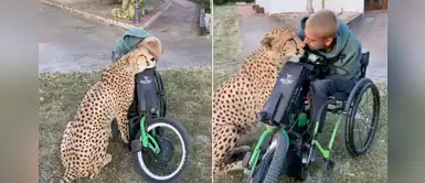 Guepardo demuestra su amor hacia su amigo en silla de ruedas que lo cuidó Guepardo demuestra su amor hacia su amigo en silla de ruedas que lo cuidó
