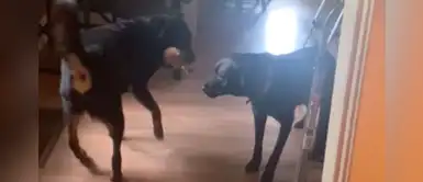 Perro fue apoyado por su amigo para salir de su casa por primera vez Perro fue apoyado por su amigo para salir de su casa por primera vez