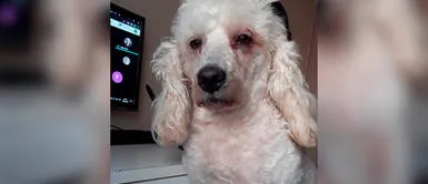 Perro con ojeras no duerme por acompañar a su ama mientras estudia Perro con ojeras no duerme por acompañar a su ama mientras estudia