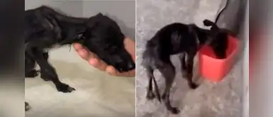 Salvan a perro desnutrido que soportó "extrema crueldad" por mucho tiempo Salvan a perro desnutrido que soportó "extrema crueldad" por mucho tiempo