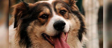 ¿Cuáles son los cuidados de salud bucal de un perro? ¿Cuáles son los cuidados de salud bucal de un perro?