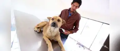 Hombre fue enviado a prisión por acuchillar a Tex, un perro mestizo Hombre fue enviado a prisión por acuchillar a Tex, un perro mestizo