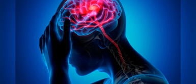 Descubren una parte del cerebro especializada en detectar nuevos hábitos Descubren una parte del cerebro especializada en detectar nuevos hábitos