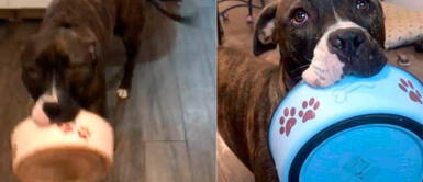 Perra rescatada agradece a su dueña por la comida con tierno baile Perra rescatada agradece a su dueña por la comida con tierno baile