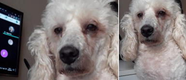 Perro sufre radical cambio al desvelarse con su ama por hacer la tarea Perro sufre radical cambio al desvelarse con su ama por hacer la tarea