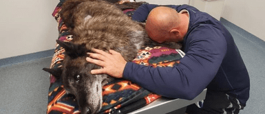 Agente se quiebra ante la presencia de su fallecido Axel, un perro policía Agente se quiebra ante la presencia de su fallecido Axel, un perro policía