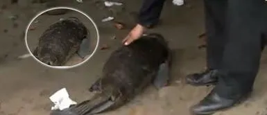 Lobo bebé fue golpeado por pescadores en playa de Chorrillos Lobo bebé fue golpeado por pescadores en playa de Chorrillos