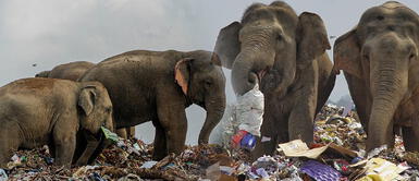 Manada de elefantes busca comida en medio de la inmundicia Manada de elefantes busca comida en medio de la inmundicia