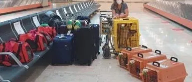 Peruana se fue del país y jamás abandonó a sus mascotas: 7 gatos y 2 perros Peruana se fue del país y jamás abandonó a sus mascotas: 7 gatos y 2 perros