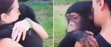 Chimpancé tiene emotivo reencuentro con la mujer que lo cuidó de bebé Chimpancé tiene emotivo reencuentro con la mujer que lo cuidó de bebé