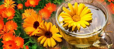 La caléndula alivia los cólicos menstruales, las hemorroides e infecciones vaginales La caléndula alivia los cólicos menstruales, las hemorroides e infecciones vaginales