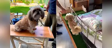 Construyen rampa que ayuda a una perrita con problemas en la espalda Construyen rampa que ayuda a una perrita con problemas en la espalda