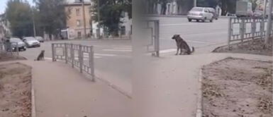 Perro callejero enseña a respetar la luz del semáforo en impresionante video Perro callejero enseña a respetar la luz del semáforo en impresionante video