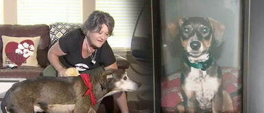 Perro regresa con su familia luego de 3 años desaparecido Perro regresa con su familia luego de 3 años desaparecido