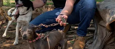 Hombre fue arrestado por maltratar a 3 perros gracias a nueva ley de protección animal Hombre fue arrestado por maltratar a 3 perros gracias a nueva ley de protección animal