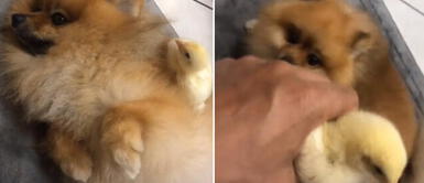 Perro se encariña con pollito y enfurece cada vez que lo quieren coger Perro se encariña con pollito y enfurece cada vez que lo quieren coger