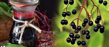 Sauco: el fruto peruano que alivia el reumatismo y alivia los resfríos Sauco: el fruto peruano que alivia el reumatismo y alivia los resfríos