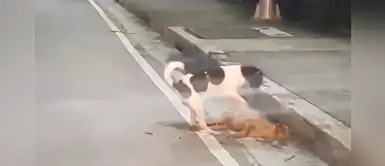 Perro intenta despertar a su amigo callejero que había sido atropellado Perro intenta despertar a su amigo callejero que había sido atropellado