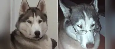 Husky siberiano en riesgo de ser sacrificado tras matar a un gato vecino Husky siberiano en riesgo de ser sacrificado tras matar a un gato vecino