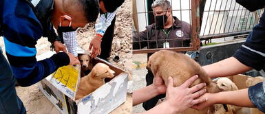 Surco: Brigada Canina rescata a seis perros abandonados en una caja Surco: Brigada Canina rescata a seis perros abandonados en una caja