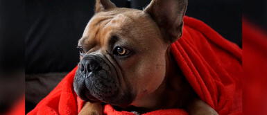 Comas: Delincuentes ingresan a casas para robar cachorros de raza Comas: Delincuentes ingresan a casas para robar cachorros de raza