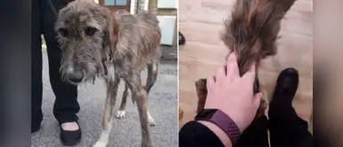 Agrupación rescata y salva a un perro sin hogar que solo pesaba 13 kilos Agrupación rescata y salva a un perro sin hogar que solo pesaba 13 kilos