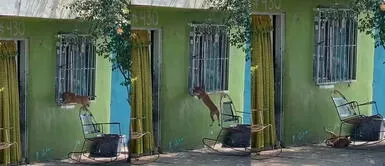 Perro sufre aparatosa caída tras tratar de entrar por la ventana Perro sufre aparatosa caída tras tratar de entrar por la ventana