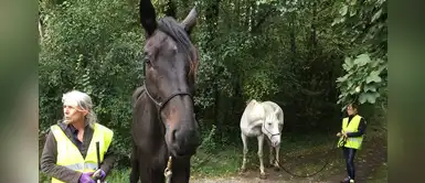 Caballo con enfermedad debe transitar 100 kilómetros para recibir ayuda Caballo con enfermedad debe transitar 100 kilómetros para recibir ayuda