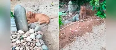 Gatita asiste a la tumba de su exdueño todos los días durante 2 años Gatita asiste a la tumba de su exdueño todos los días durante 2 años