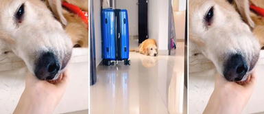 Perro cree que su dueña lo abandonará al verla empacar sus maletas Perro cree que su dueña lo abandonará al verla empacar sus maletas