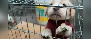 Municipalidad de Lima creará comité de protección y bienestar animal Municipalidad de Lima creará comité de protección y bienestar animal