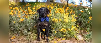 Perrito se puso corbata para el día de su adopción, pero lo dejaron plantado Perrito se puso corbata para el día de su adopción, pero lo dejaron plantado