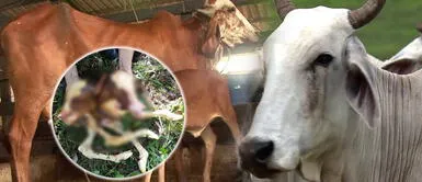 Nace becerro de dos cabezas en el distrito de Huarango en Cajamarca Nace becerro de dos cabezas en el distrito de Huarango en Cajamarca