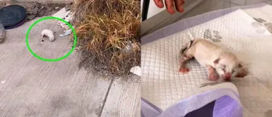 Mujer adopta a un gato abandonado en la basura y se ve irreconocible Mujer adopta a un gato abandonado en la basura y se ve irreconocible