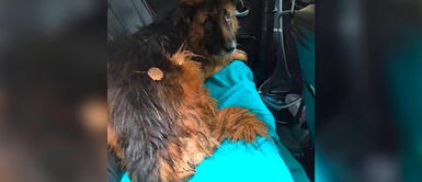 A perra le inyectaron suero mortal y la entierran viva, pero salió a pedir ayuda A perra le inyectaron suero mortal y la entierran viva, pero salió a pedir ayuda