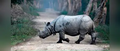 Cuidadores de la India tienen permiso para matar a los cazadores furtivos Cuidadores de la India tienen permiso para matar a los cazadores furtivos