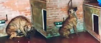 Hombre rescató a un perro maltratado y ahora vive feliz en un refugio Hombre rescató a un perro maltratado y ahora vive feliz en un refugio