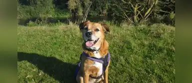 Perro continúa sonriendo a pesar de vivir 11 años en distintas perreras Perro continúa sonriendo a pesar de vivir 11 años en distintas perreras