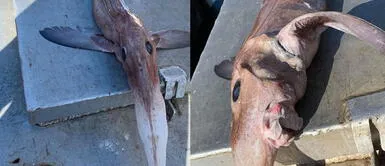 Pescador atrapa a especie marina que atemorizó a tripulantes de barco Pescador atrapa a especie marina que atemorizó a tripulantes de barco