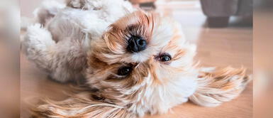 Consejos para que las mascotas no se sientan solas en casa Consejos para que las mascotas no se sientan solas en casa