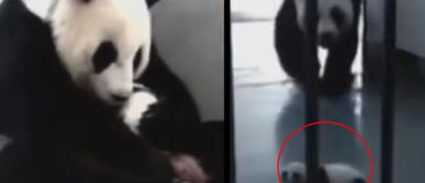 Mamá panda abraza fuerte a su cría tras verla por primera vez en cautiverio Mamá panda abraza fuerte a su cría tras verla por primera vez en cautiverio
