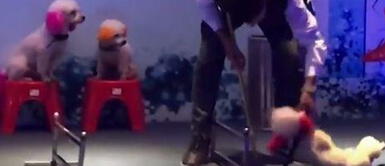 Entrenador arrastra del cuello a perro por no seguir con show Entrenador arrastra del cuello a perro por no seguir con show