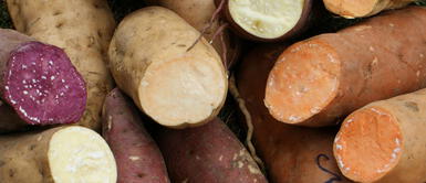 Desarrollan nueva variedad de camote altamente nutritivo con antioxidantes que protegen la piel Desarrollan nueva variedad de camote altamente nutritivo con antioxidantes que protegen la piel