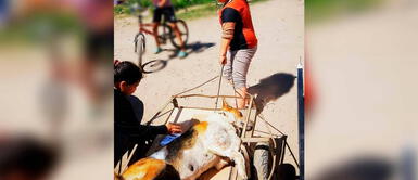 Niña da ejemplo y lleva a su perrita en carretilla para esterilizarla Niña da ejemplo y lleva a su perrita en carretilla para esterilizarla