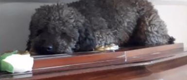 La historia de Benito, el perro que llora a su dueña en el cementerio La historia de Benito, el perro que llora a su dueña en el cementerio