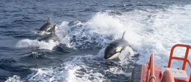 Un grupo de orcas heridas atacaron a varios veleros en costas de Galicia Un grupo de orcas heridas atacaron a varios veleros en costas de Galicia