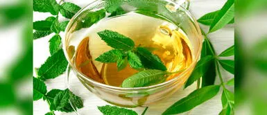 Plantas medicinales para aliviar males respiratorios y digestivos Plantas medicinales para aliviar males respiratorios y digestivos